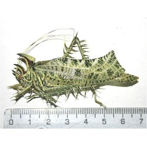 MARKIA HYSTRIX MARKIA HYSTRIX